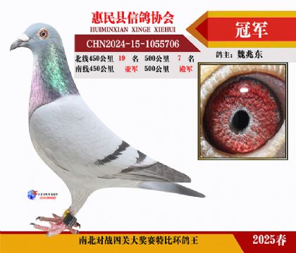 南北對決特比四關鴿王1名