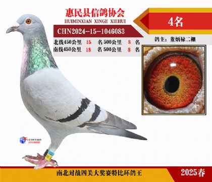 南北對決特比四關鴿王4名
