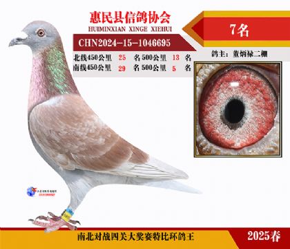 南北對決特比四關鴿王7名
