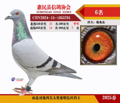 南北對決特比四關鴿王6名