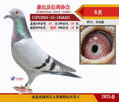 南北對決特比四關鴿王8名