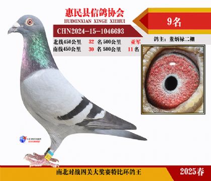 南北對決特比四關鴿王9名
