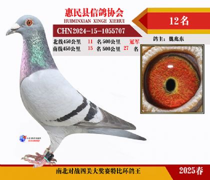 南北對決特比四關鴿王12名