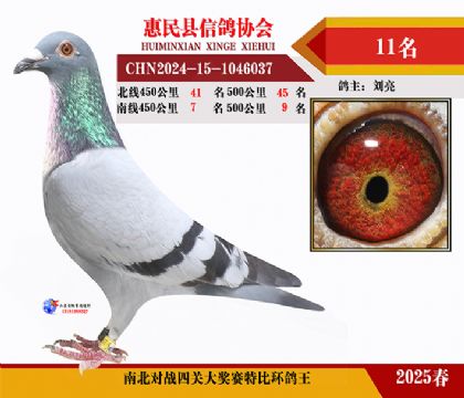 南北對決特比四關鴿王11名