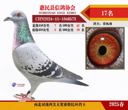 南北對決特比四關鴿王17名