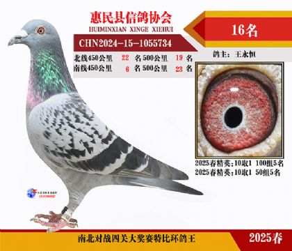 南北對決特比四關鴿王16名