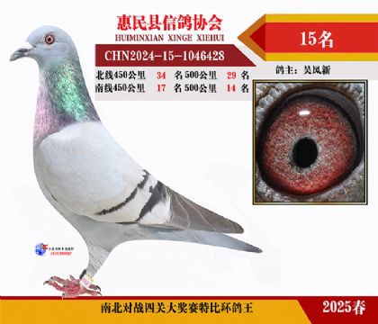 南北對決特比四關鴿王15名