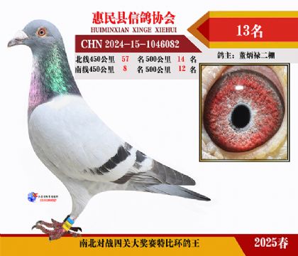 南北對決特比四關鴿王13名