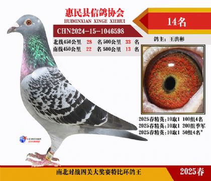 南北對決特比四關鴿王14名