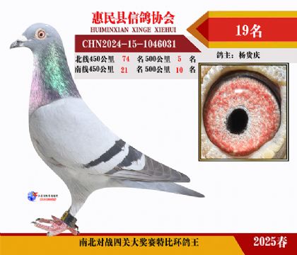 南北對決特比四關鴿王19名