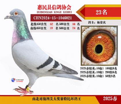 南北對決特比四關鴿王23名