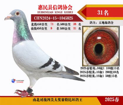南北對決特比四關鴿王31名