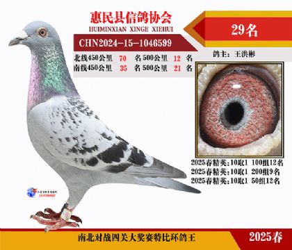 南北對決特比四關鴿王29名