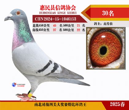 南北對決特比四關鴿王30名