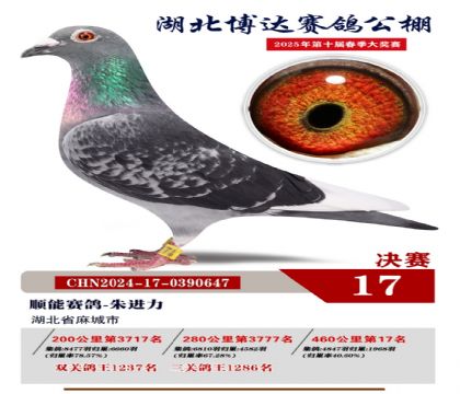 博達春棚決賽17名