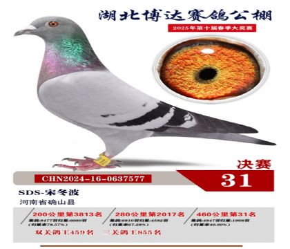 博達春棚決賽31名