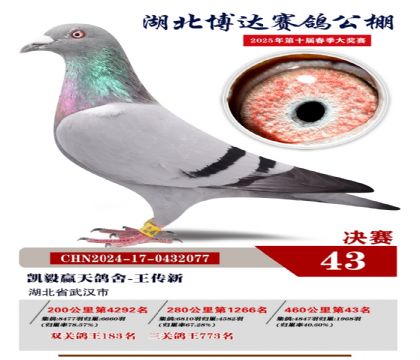 博達春棚決賽43名