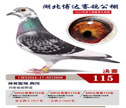 博達(dá)春棚決賽115名