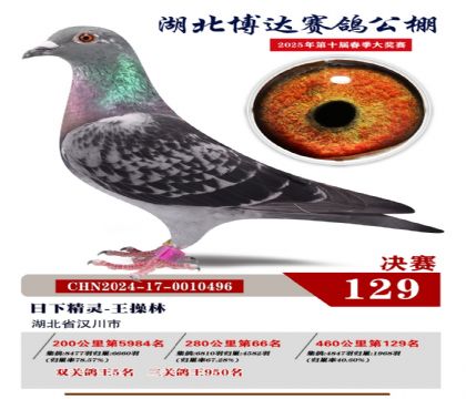 博達(dá)春棚決賽129名