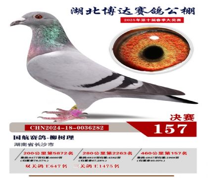 博達(dá)春棚決賽157名