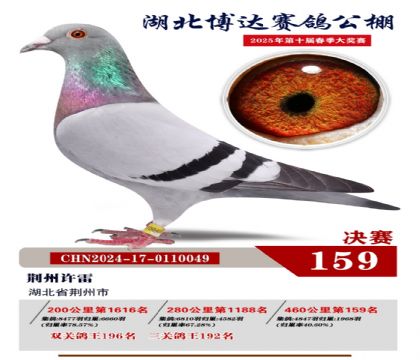 博達(dá)春棚決賽159名