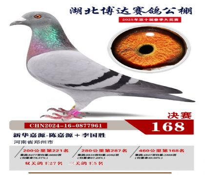 博達(dá)春棚決賽168名