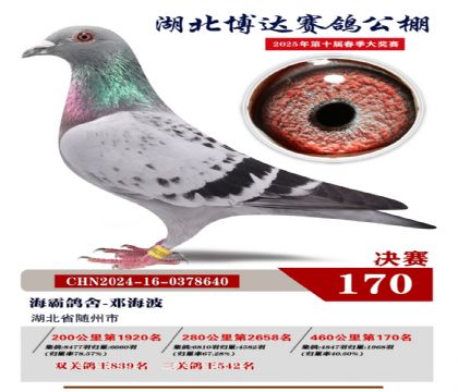 博達(dá)春棚決賽170名