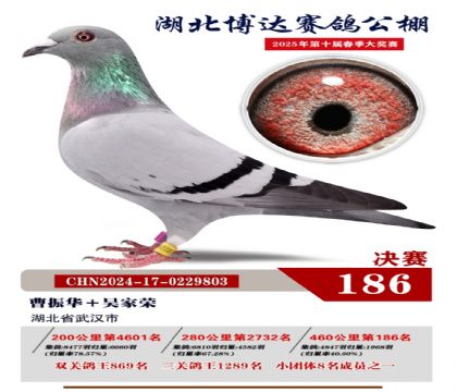 博達(dá)春棚決賽186名