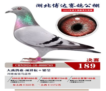 博達(dá)春棚決賽189名