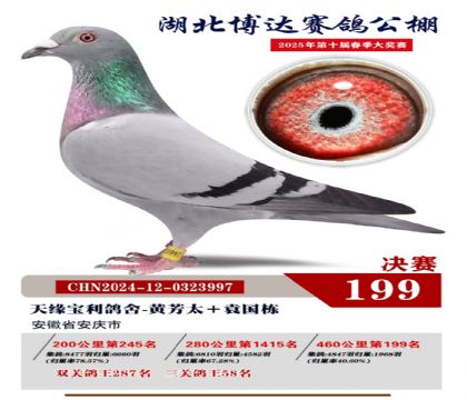 博達(dá)春棚決賽199名