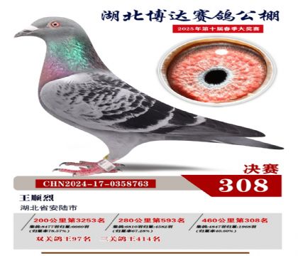 博達春棚決賽308名