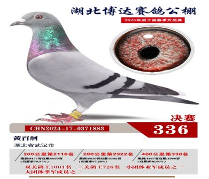 博達春棚決賽336名