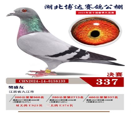 博達春棚決賽337名