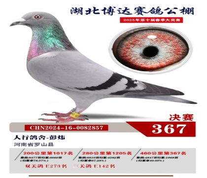 博達春棚決賽367名