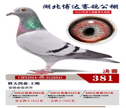 博達春棚決賽381名