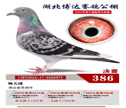 博達春棚決賽386名