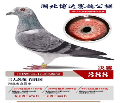 博達春棚決賽388名