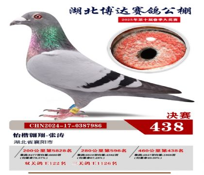 博達(dá)春棚決賽438名