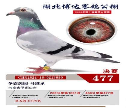 博達(dá)春棚決賽477名