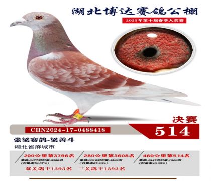 博達春棚決賽514名