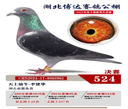 博達春棚決賽524名