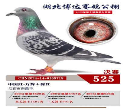 博達春棚決賽525名