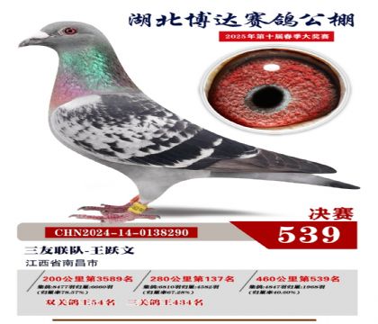 博達春棚決賽539名