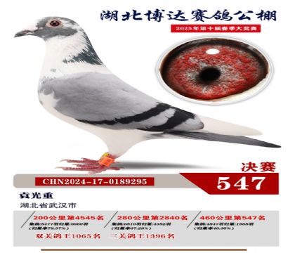 博達春棚決賽547名
