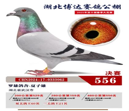 博達春棚決賽556名
