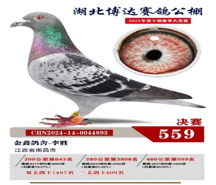 博達春棚決賽559名