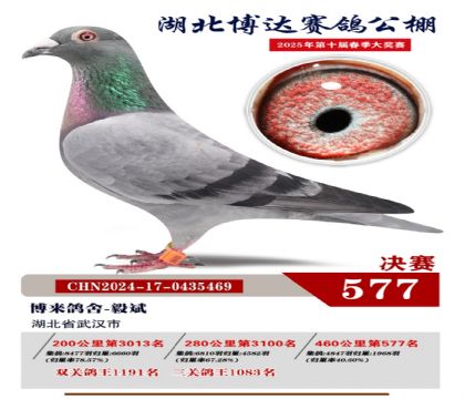 博達春棚決賽577名