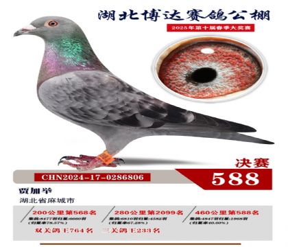 博達春棚決賽588名