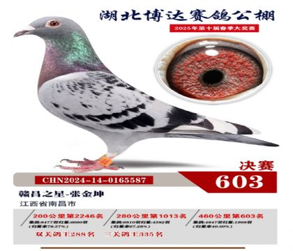 博達春棚決賽603名