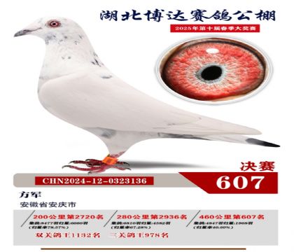 博達春棚決賽607名